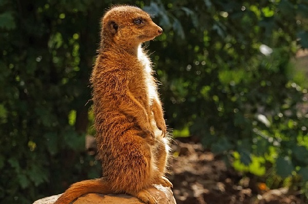 How to Connect Mongoose with MongoDB Atlas Cluster Login