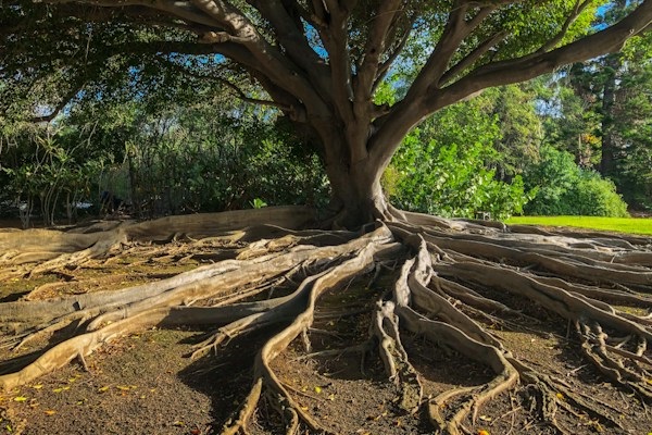 How to use TypeOrmModule forRootAsync and configService