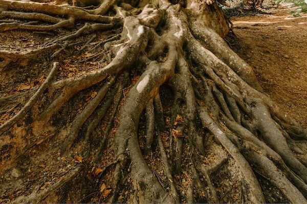 How to use TypeOrmModule forFeature and forRoot Methods